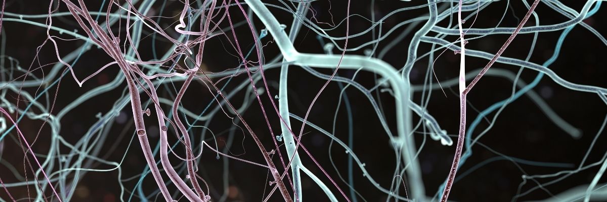 Neuro-Wellness Rehberi